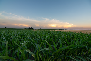 corn field