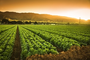 crop at sunset