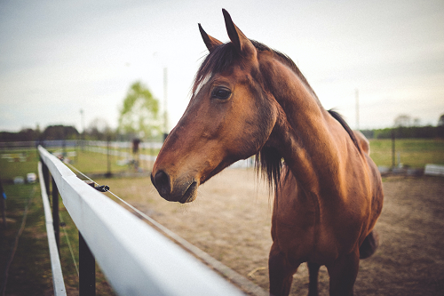 a brown horse standing next to a fence
