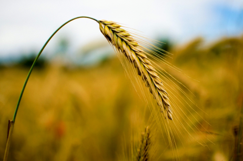 a close up of a wheat crop