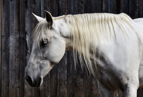 a close up of a brown horse standing on top of a wooden fence